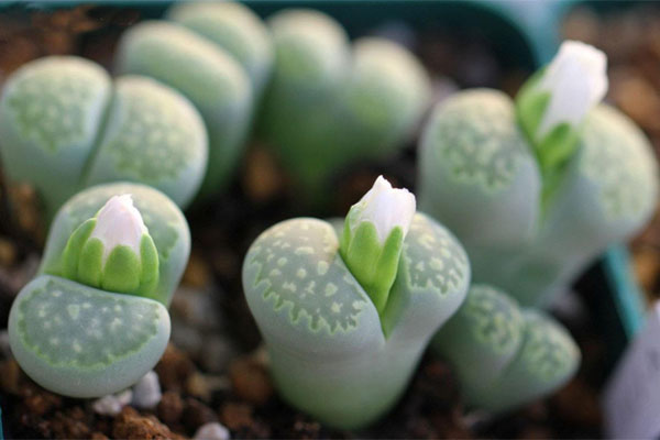 多肉植物施什么肥好，種植過程中需要注意哪些？