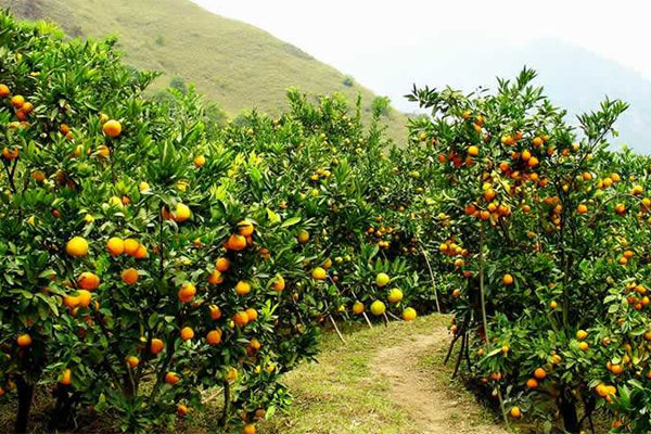 種柑橘用什么肥料好？如何使用？