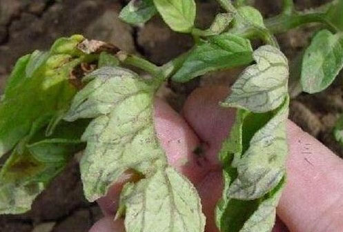 天然磷鉀肥有哪些?如何自制磷鉀肥？