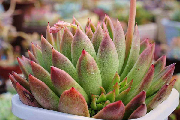 多肉植物施什么肥好，種植過程中需要注意哪些？