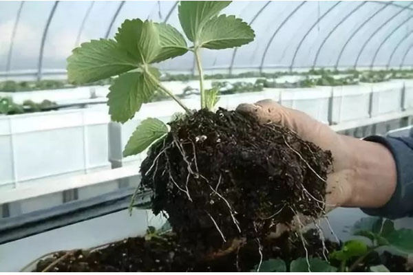 生物有機(jī)肥料好用嗎，都有哪些作用？