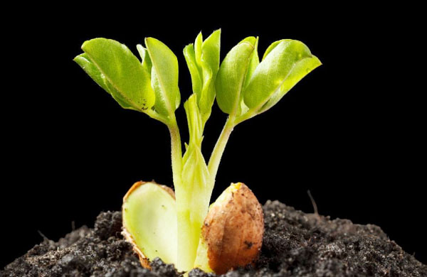 生物有機(jī)肥料好用嗎，都有哪些作用？