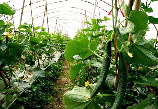 有機(jī)肥對(duì)作物和化肥有哪些促進(jìn)作用？