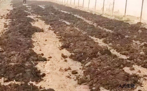 糞肥利用是豬糞處理常用方案，卻很難推廣應(yīng)用，原因是什么？