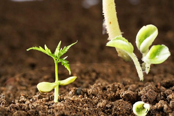 施用傳統(tǒng)有機(jī)肥和生物有機(jī)肥哪個好？