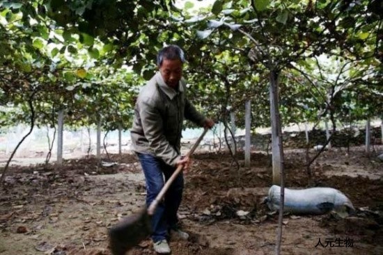 桃樹秋天施用有機肥效果好嗎？