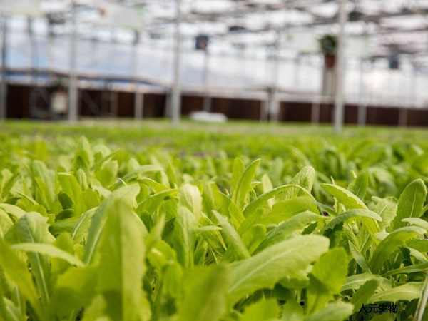 田地施用有機(jī)肥的好處有哪些？