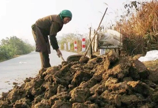 牛糞生產(chǎn)有機(jī)肥需要多少成本呢？