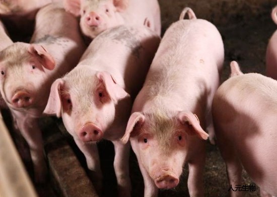 生產(chǎn)一噸豬糞有機(jī)肥料需要幾噸豬糞？