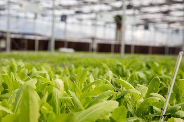 施用有機(jī)肥有哪些具體作用？