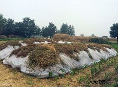 雞糞是怎么發(fā)酵的？雞糞有機肥發(fā)酵的具體方法和步驟