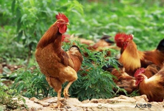 雞糞好用，發(fā)酵過程太難？雞糞發(fā)酵方法選對了其實很簡單