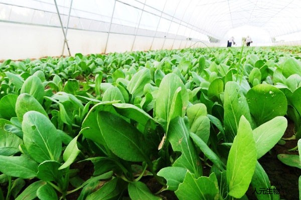 春季施肥需要注意些什么？