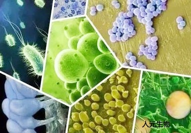 微生物菌肥料有哪些種類(lèi)？