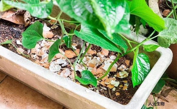 微生物菌肥和復合肥，有機肥一起使用需要注意什么？