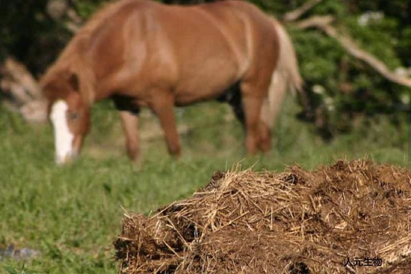 施用畜禽糞便有機(jī)肥需要注意哪些？