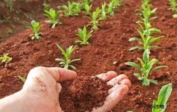 微生物菌肥和復(fù)合肥，有機肥一起使用需要注意什么？