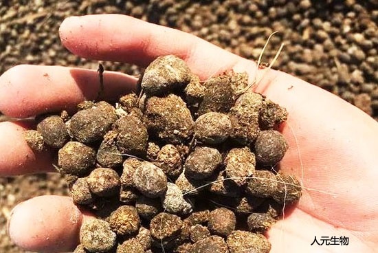 利用羊糞發(fā)酵制作有機肥技術(shù)