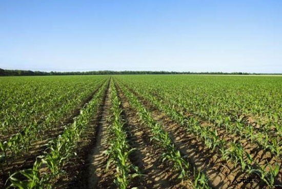 都說有機(jī)肥好，為啥老百姓卻不認(rèn)可呢？