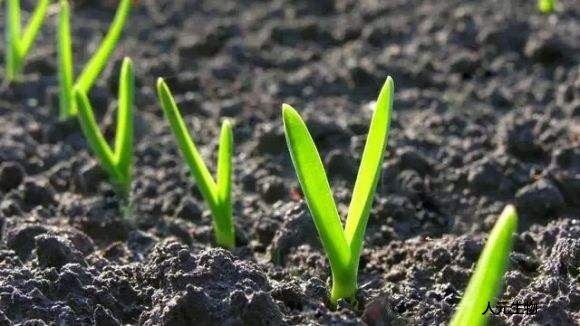 都說(shuō)有機(jī)肥好，為啥老百姓卻不認(rèn)可呢？