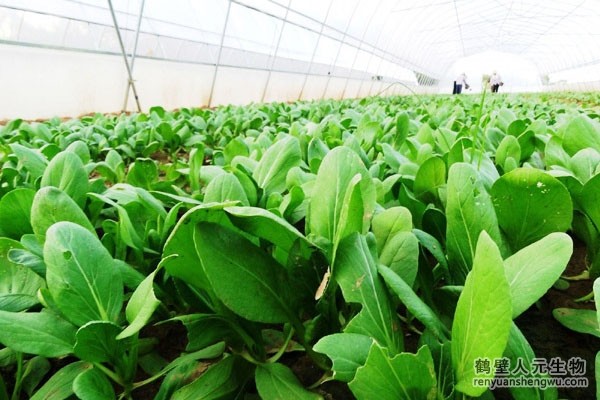 有機肥有什么作用，如何選購商品有機肥？