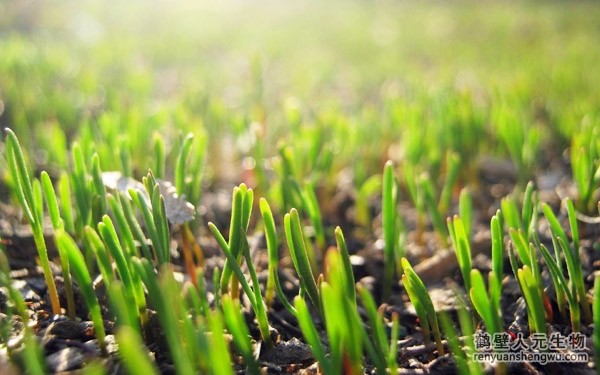 都說(shuō)生物有機(jī)肥好，生物有機(jī)肥與其他肥料相比有什么區(qū)別？