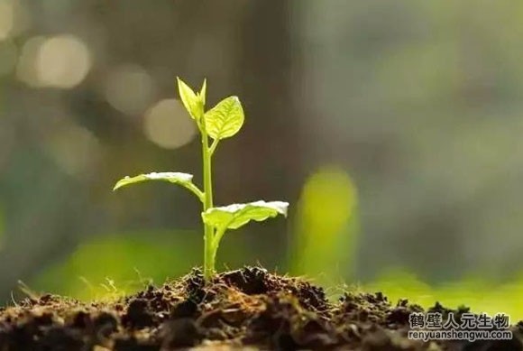 有機(jī)肥和化肥哪個(gè)效果好，有啥區(qū)別？