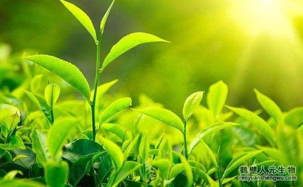 都說(shuō)生物有機(jī)肥好，生物有機(jī)肥與其他肥料相比有什么區(qū)別？