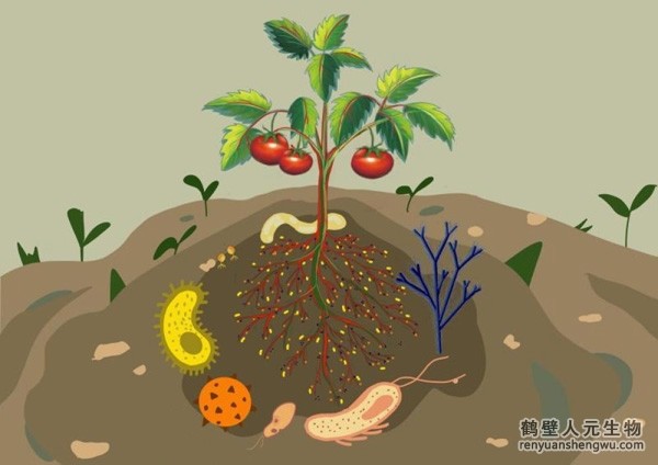 都說微生物菌劑產(chǎn)品貴，你卻不知道土壤微生物到底有多重要！