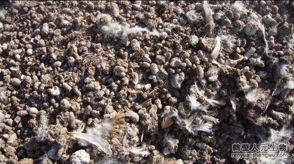 干雞糞有什么好處？