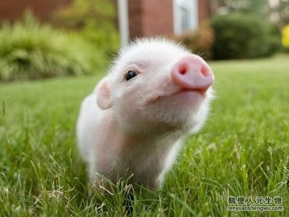 豬糞有機肥如何發(fā)酵？