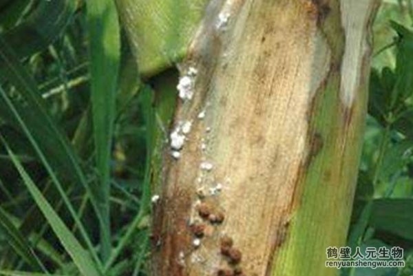 2022玉米價格竟然。。。