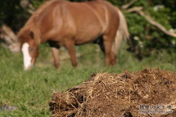 動(dòng)物糞便的成分究竟是什么？