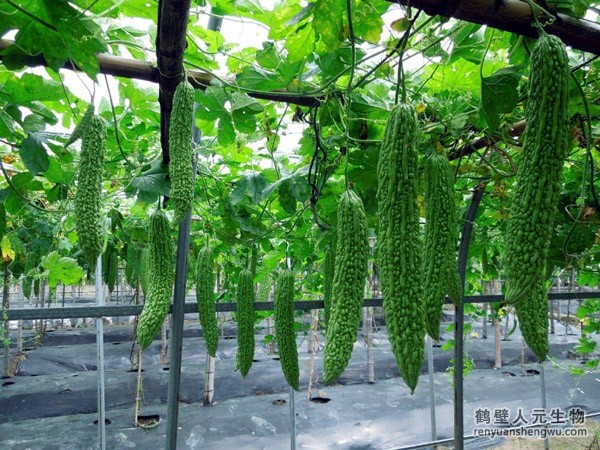 苦瓜的種植技術居然有這樣的奧秘