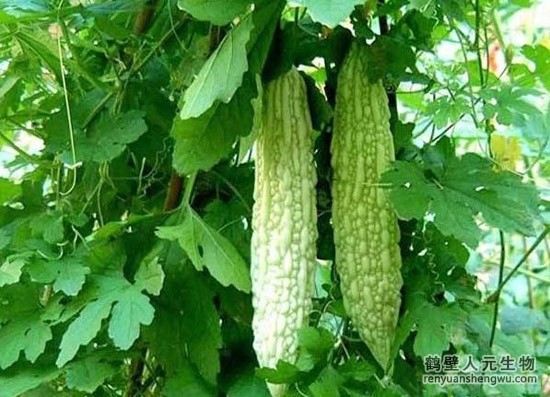苦瓜的種植技術居然有這樣的奧秘