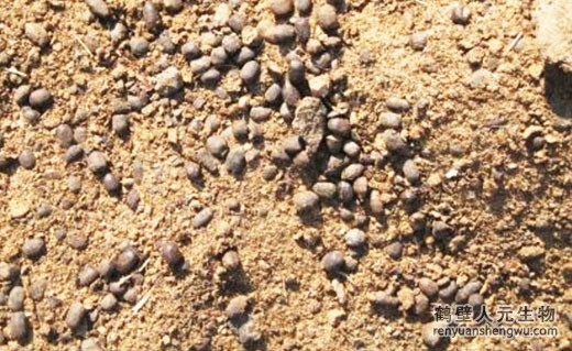 羊糞有機(jī)肥設(shè)備發(fā)酵技術(shù)