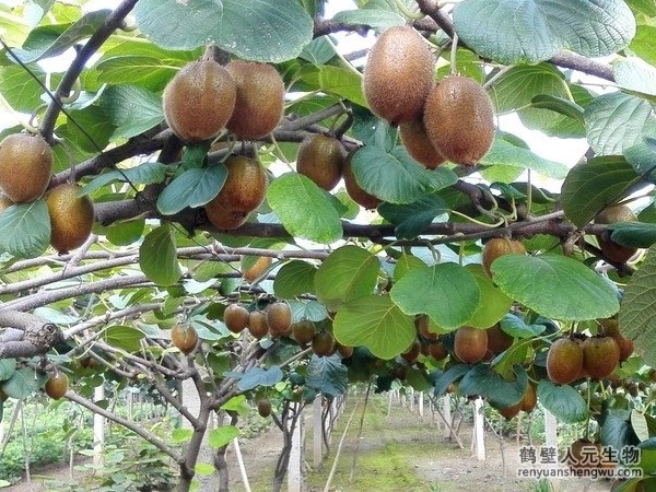 果樹種植上施用生物有機(jī)肥的作用與方法