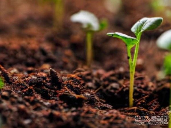 購買的有機(jī)肥在施用時(shí)應(yīng)注意什么？