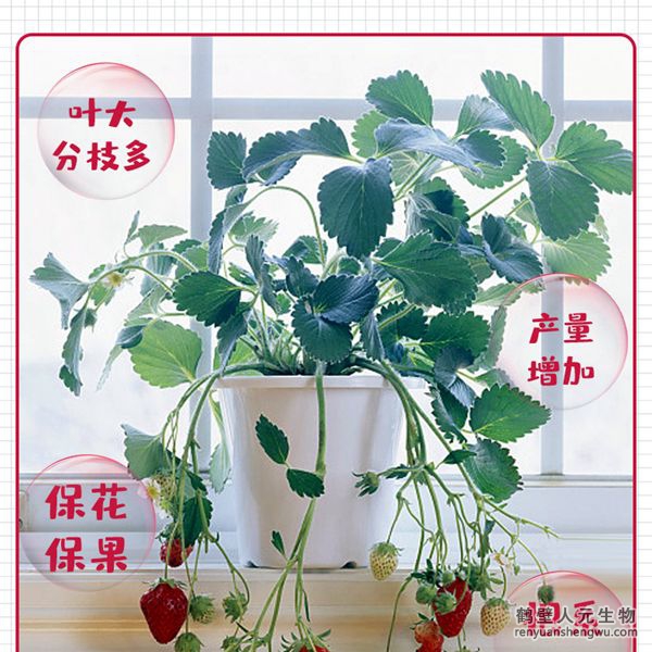 草莓專用菌肥有效活菌數(shù)量大，生命力強(qiáng)，為種植草莓量身定制。