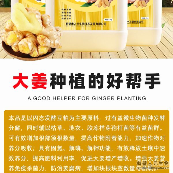可有效增加根部須根數(shù)量，提高作物的附著能力；使作物主根粗壯、須根濃密，加速作物對(duì)養(yǎng)分的吸收；富含的有益菌具有固氮、解磷、解鉀功能，有效釋放土壤中的速效養(yǎng)分，提高肥料利用率，增加大姜產(chǎn)量。