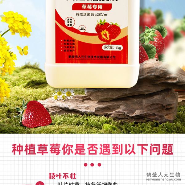 可有效增加根部須根數(shù)量，提高作物的附著能力；使作物主根粗壯、須根濃密，加速作物對養(yǎng)分的吸收；富含的有益菌具有固氮、解磷、解鉀功能，有效釋放土壤中的速效養(yǎng)分，提高肥料利用率，增加草莓產(chǎn)量，有助于增強(qiáng)草莓抗逆抗病能力，提高的坐果率，改善草莓口感、果型、果色、色澤、品質(zhì)等，同時(shí)，兼具