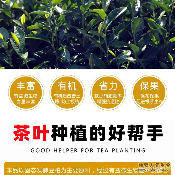 施用后迅速打破茶葉休眠，誘發(fā)茶樹酶系活力在早春低溫情況下新芽快速萌發(fā)，新梢發(fā)芽密度高從而提高樹自身生理、生化能力，促進(jìn)茶樹促進(jìn)茶樹根系發(fā)達(dá)和植株健壯，能提高茶樹光合速率和抗逆性；