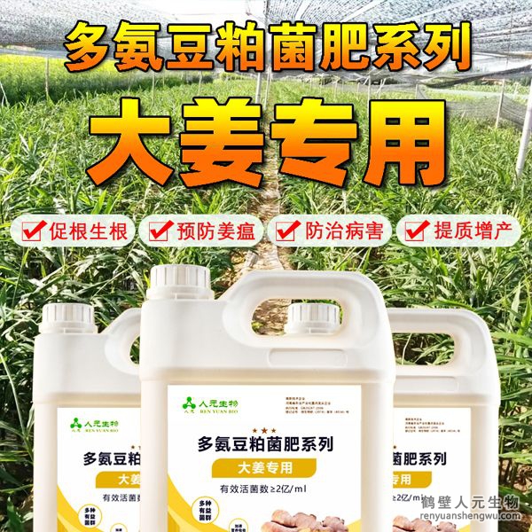 多氨豆粕菌肥系列大姜專用肥由河南省微生物菌劑工程技術(shù)研究中心研制，鶴壁市人元生物技術(shù)發(fā)展有限公司生產(chǎn)，本品是以固態(tài)發(fā)酵豆粕為主要原料，豆粕經(jīng)過(guò)有益微生物菌種發(fā)酵分解，充分釋放游離氨基酸，同時(shí)輔以枯草、地衣、膠凍樣芽孢桿菌等有益菌群。