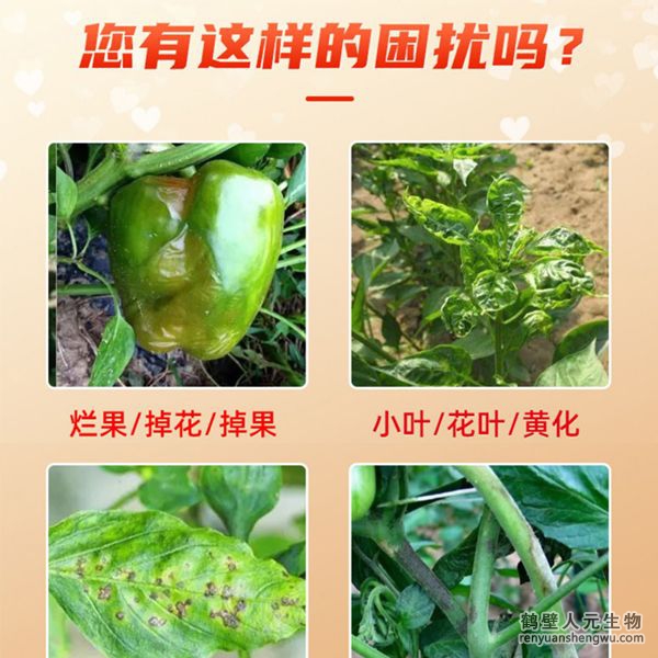 多氨豆粕菌肥系列辣椒專(zhuān)用肥適用范圍：適用于櫻桃椒、朝天椒、燈籠椒、羊角椒、線椒、彩椒、甜柿椒、牛角椒等辣椒類(lèi)品種。