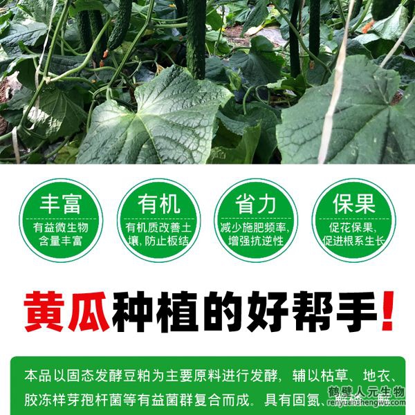 提高肥料利用率，增加黃瓜產(chǎn)量，有助于提高黃瓜坐果率，促進黃瓜果實膨大，提高黃瓜產(chǎn)量，改善黃瓜口感、瓜型、瓜色、色澤、品質(zhì)等。使黃瓜提早上市并延長采收期，并能提高黃瓜采收后的耐儲存能力，預(yù)防土傳病害，減少病害發(fā)生。