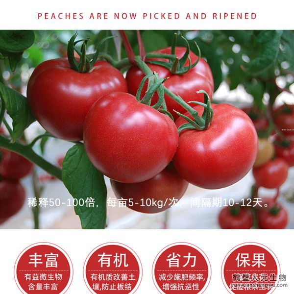 提高把料利用率，增加番茄產(chǎn)量，產(chǎn)量可增加20%以上，有助于提高番茄的坐果率，顯者提高香茄產(chǎn)量，改善番茄口感、果型、果色、色澤、品質(zhì)等，增加種植經(jīng)濟(jì)效益，同時(shí)兼具預(yù)防土傳病害，減少病害發(fā)生的功能。