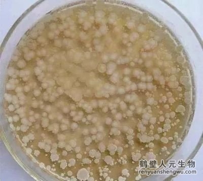 枯草芽孢桿菌如何促進土壤有機質(zhì)的分解